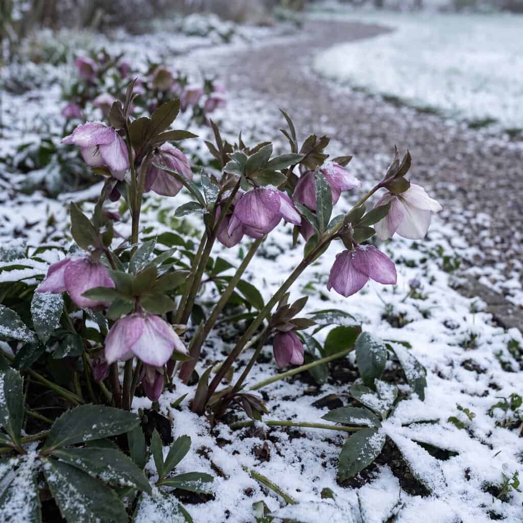 Hellebore (Lenten Rose)