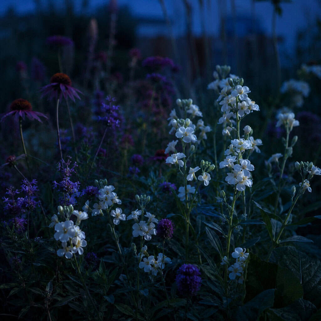 Night-Scented Stock (Matthiola longipetala)