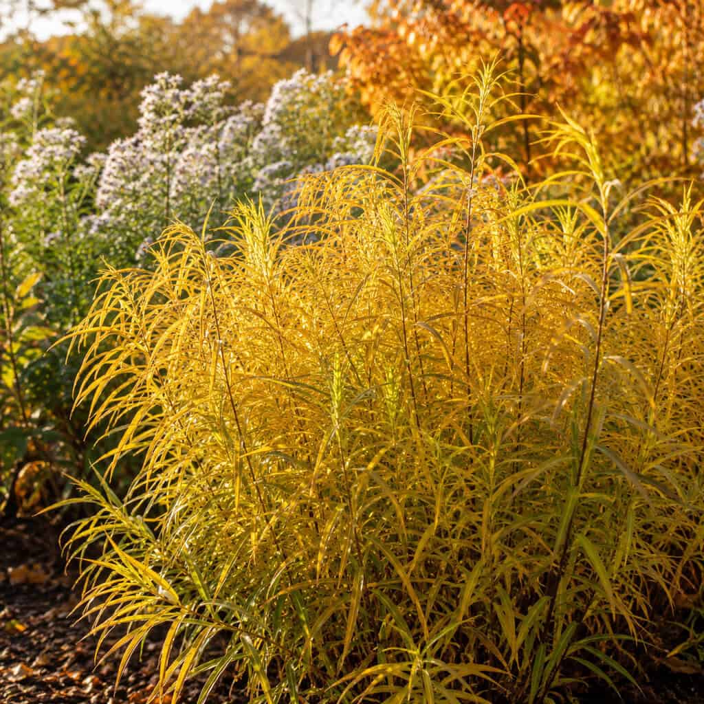 Amsonia (Blue Star)