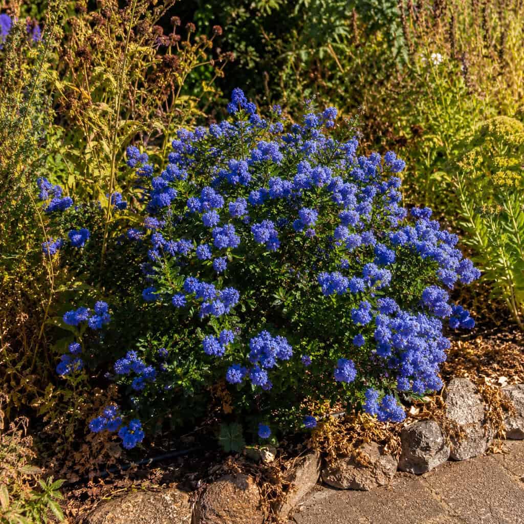 Bluebeard (Caryopteris)