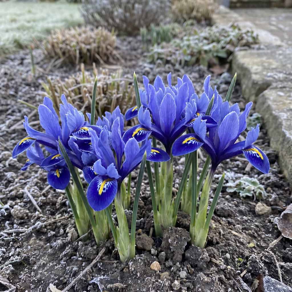 Dwarf Iris (Iris reticulata)