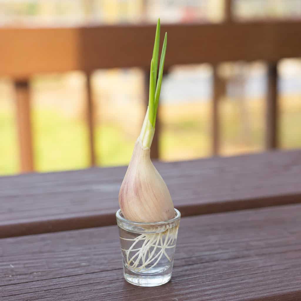 Garlic Greens (From a Clove)
