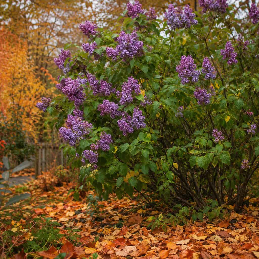 Bloomerang Reblooming Lilac (Syringa)