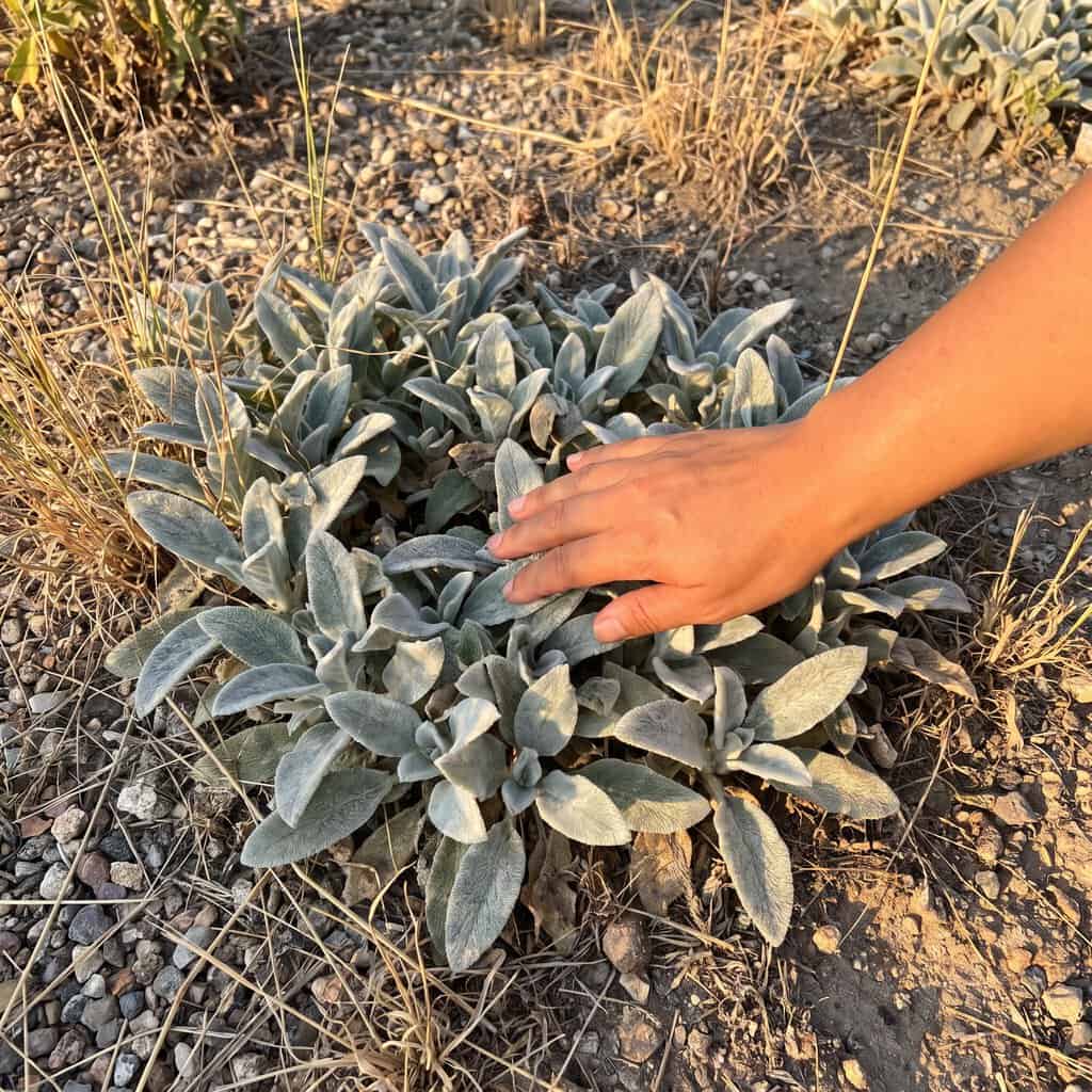 Lamb's Ear (Silver Carpet)