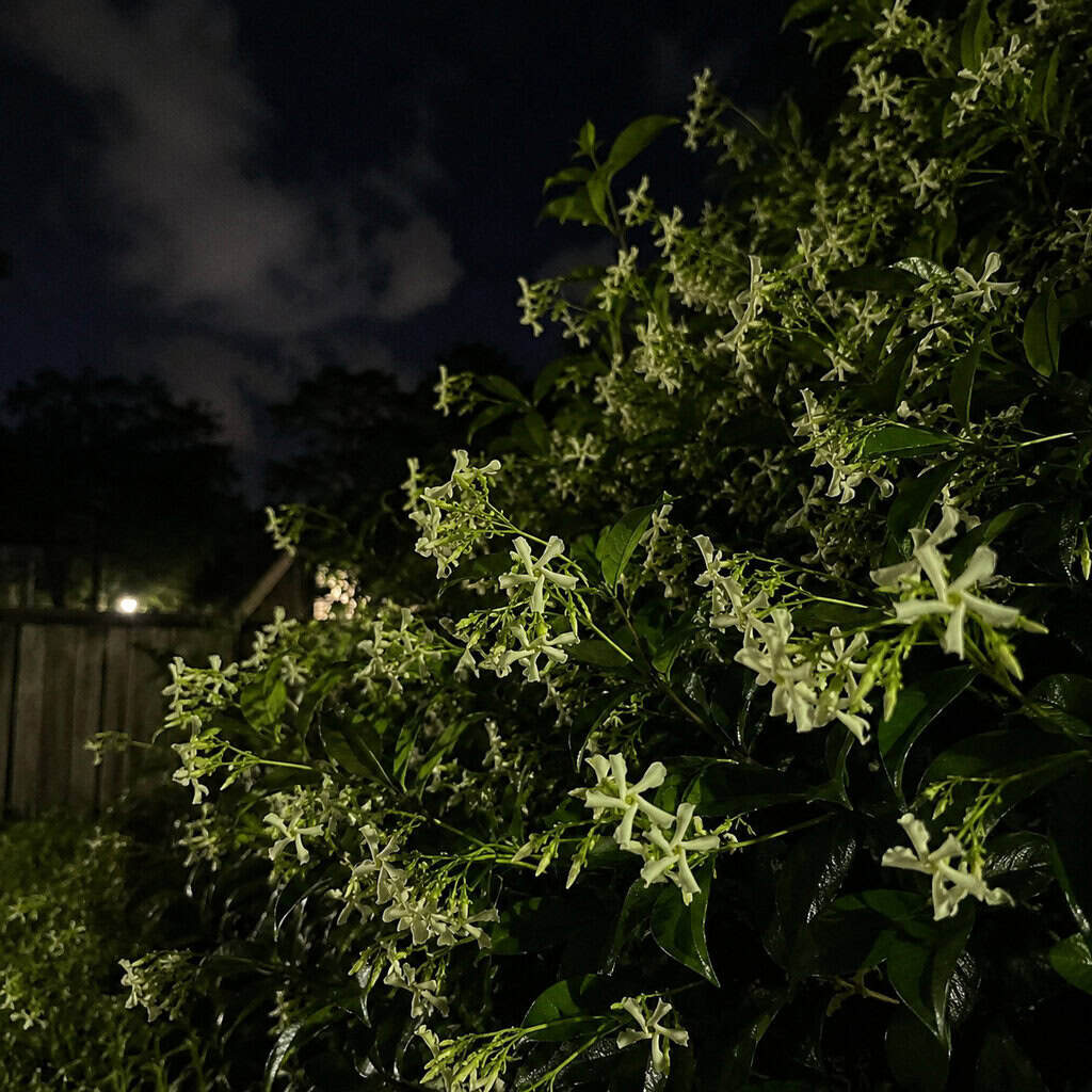 Night-Blooming Jasmine (Cestrum nocturnum)
