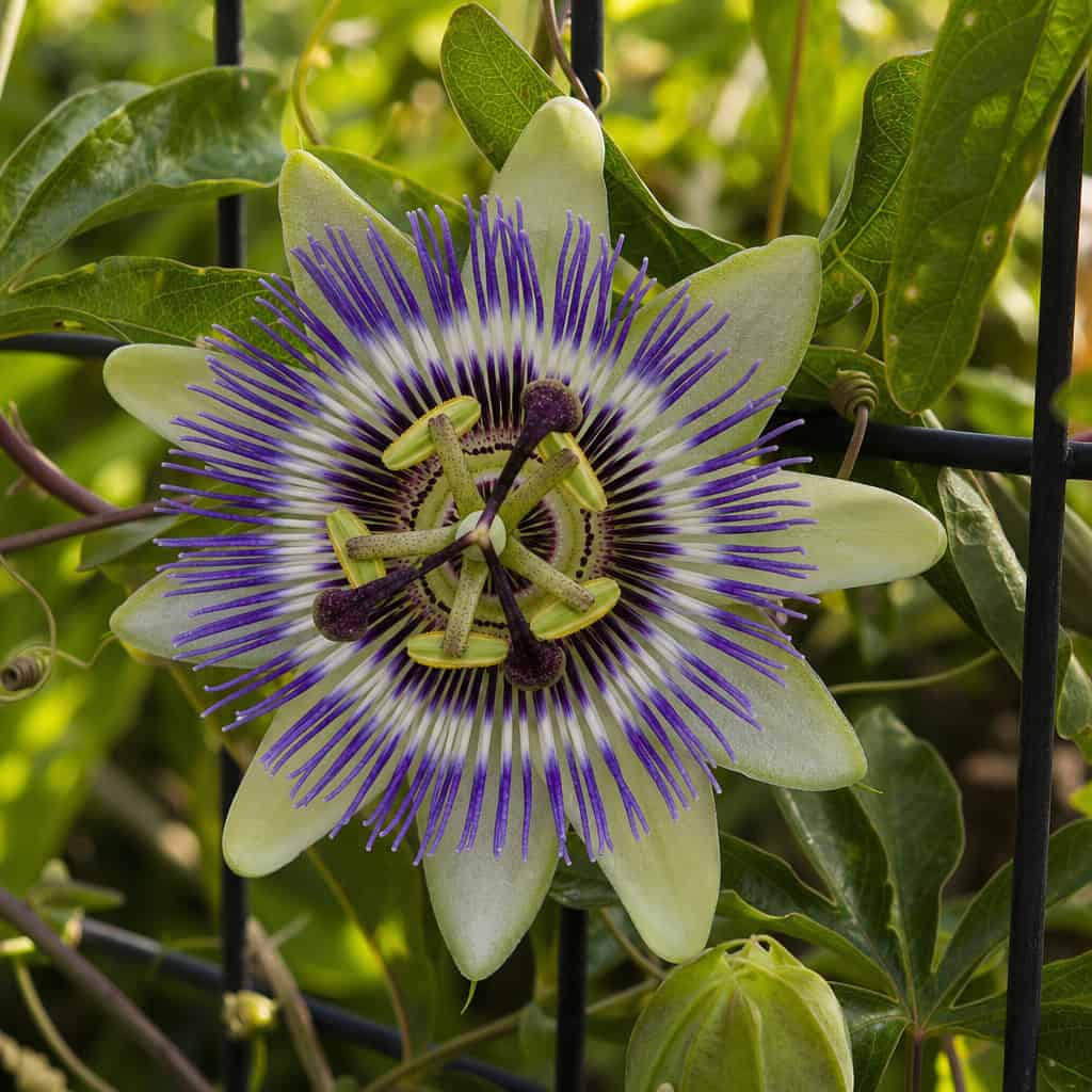 Passionflower (Passionvine)