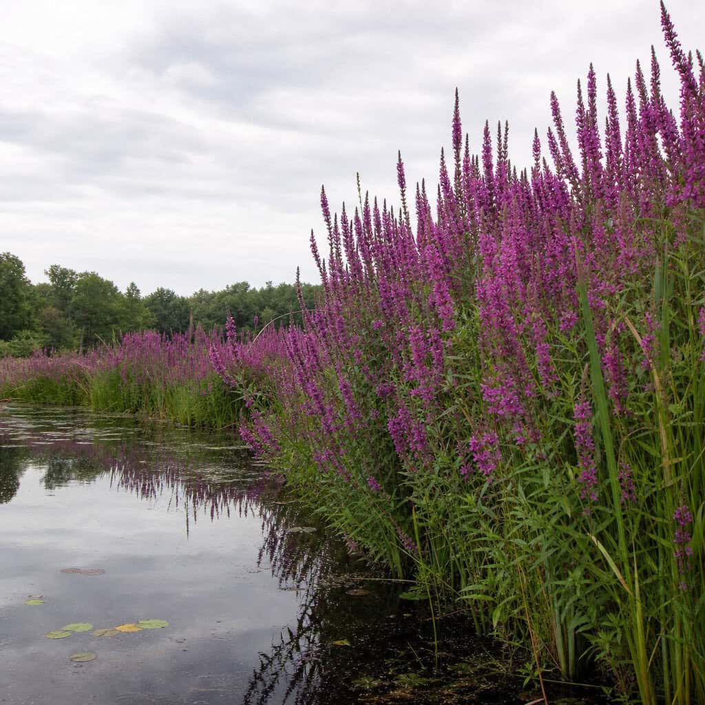 Purple Loosestrife (Lythrum salicaria)