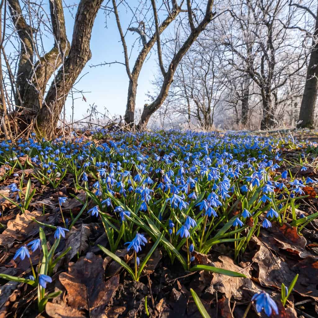 Siberian Squill (Scilla siberica)