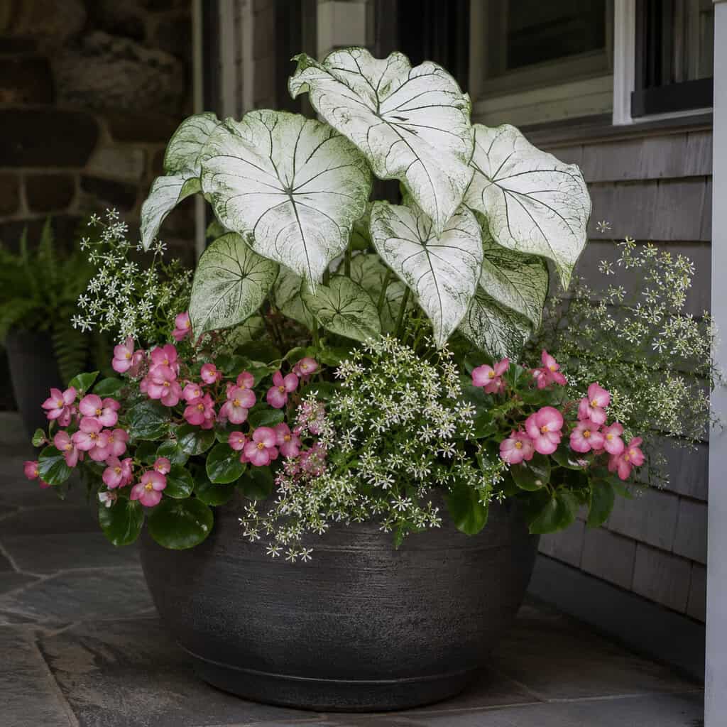 White Caladium + Surefire Rose Begonia + Diamond Frost Euphorbia
