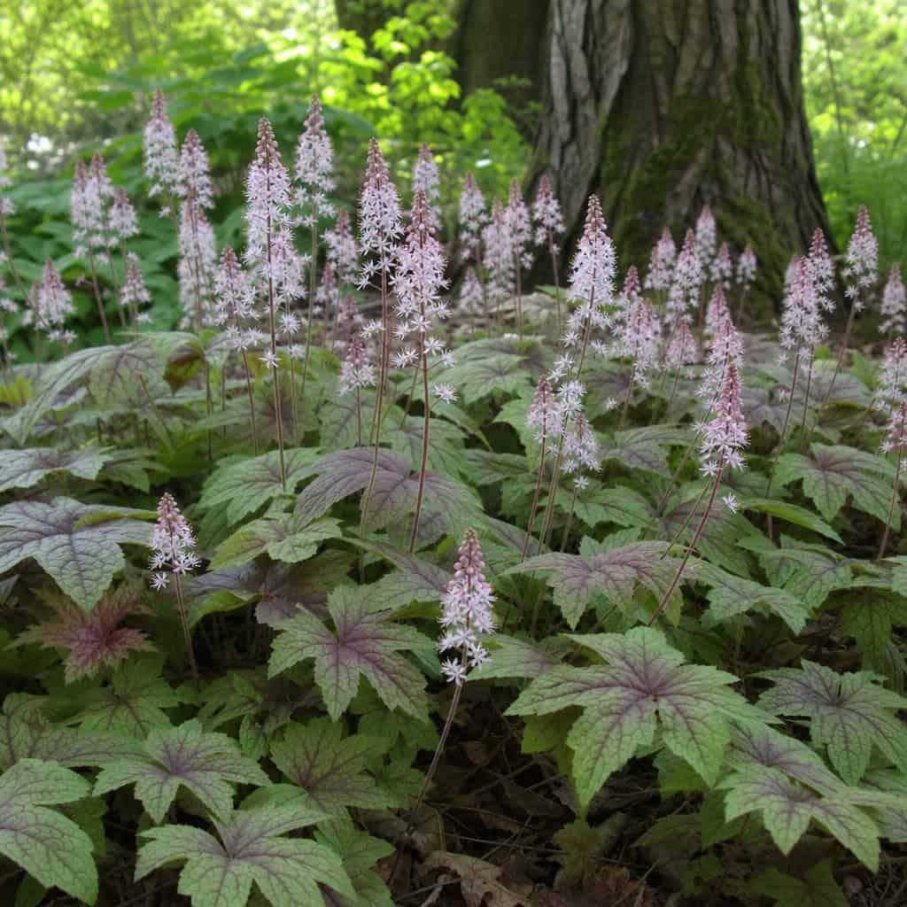 Foamflower (Tiarella)