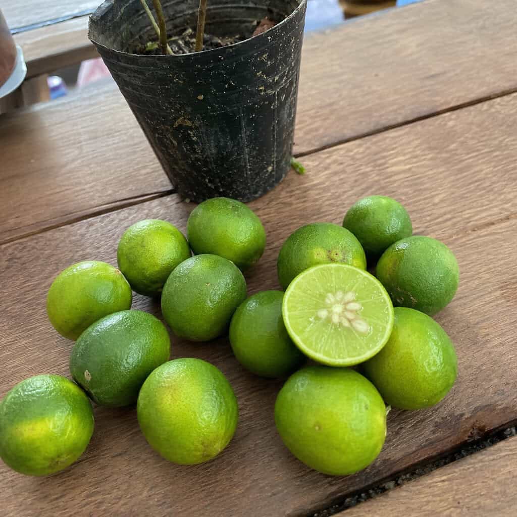 Lime Seeds (Key Lime)
