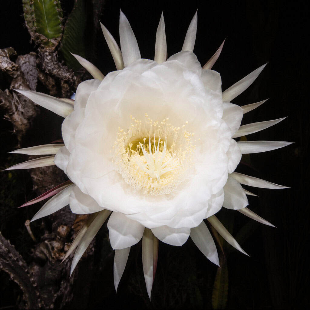 Night-Blooming Cereus (Selenicereus / Epiphyllum)