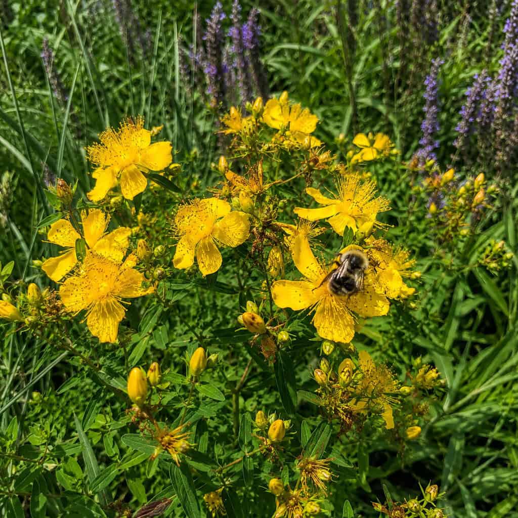 Shrubby St. John's Wort (Hypericum)