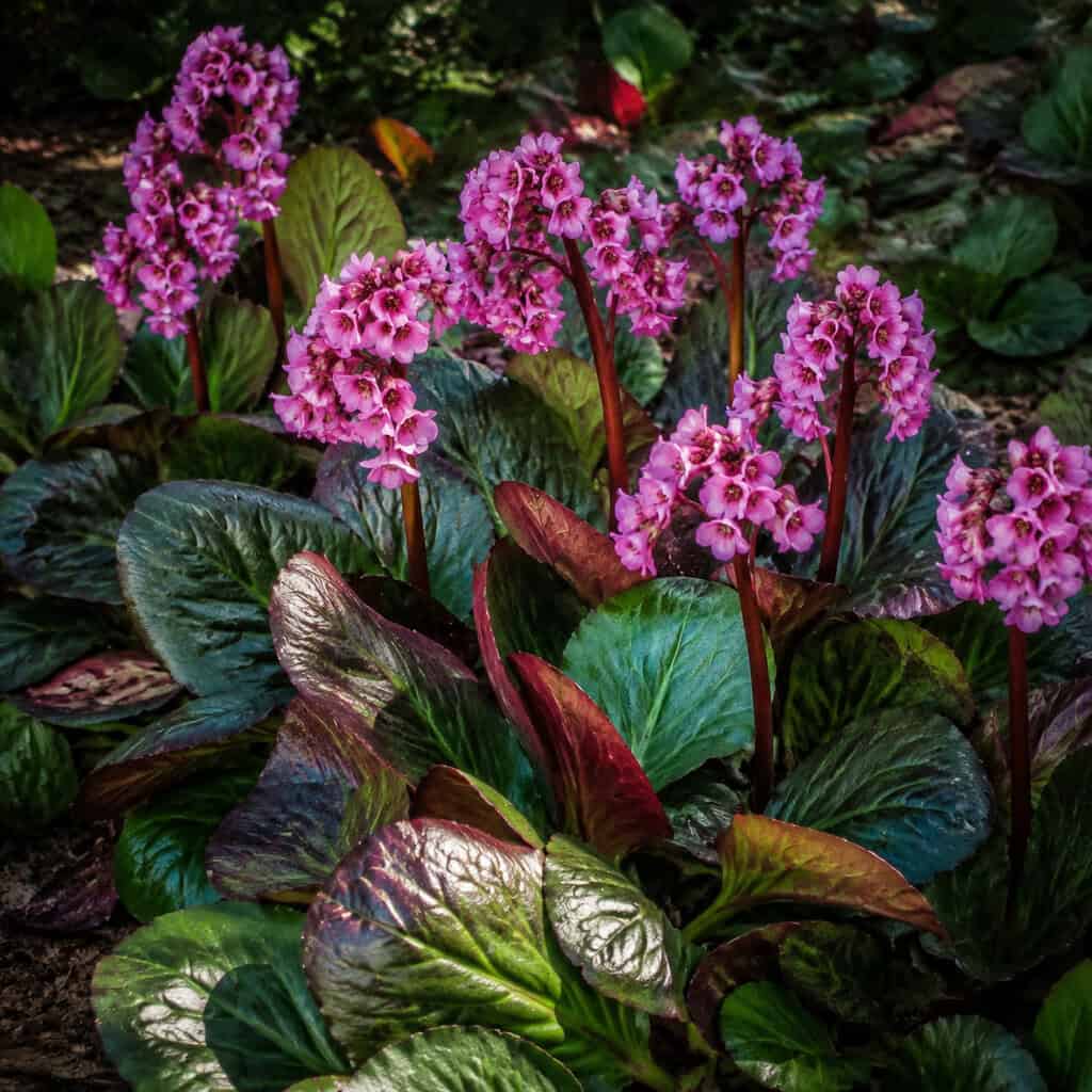 Bergenia (Pigsqueak)