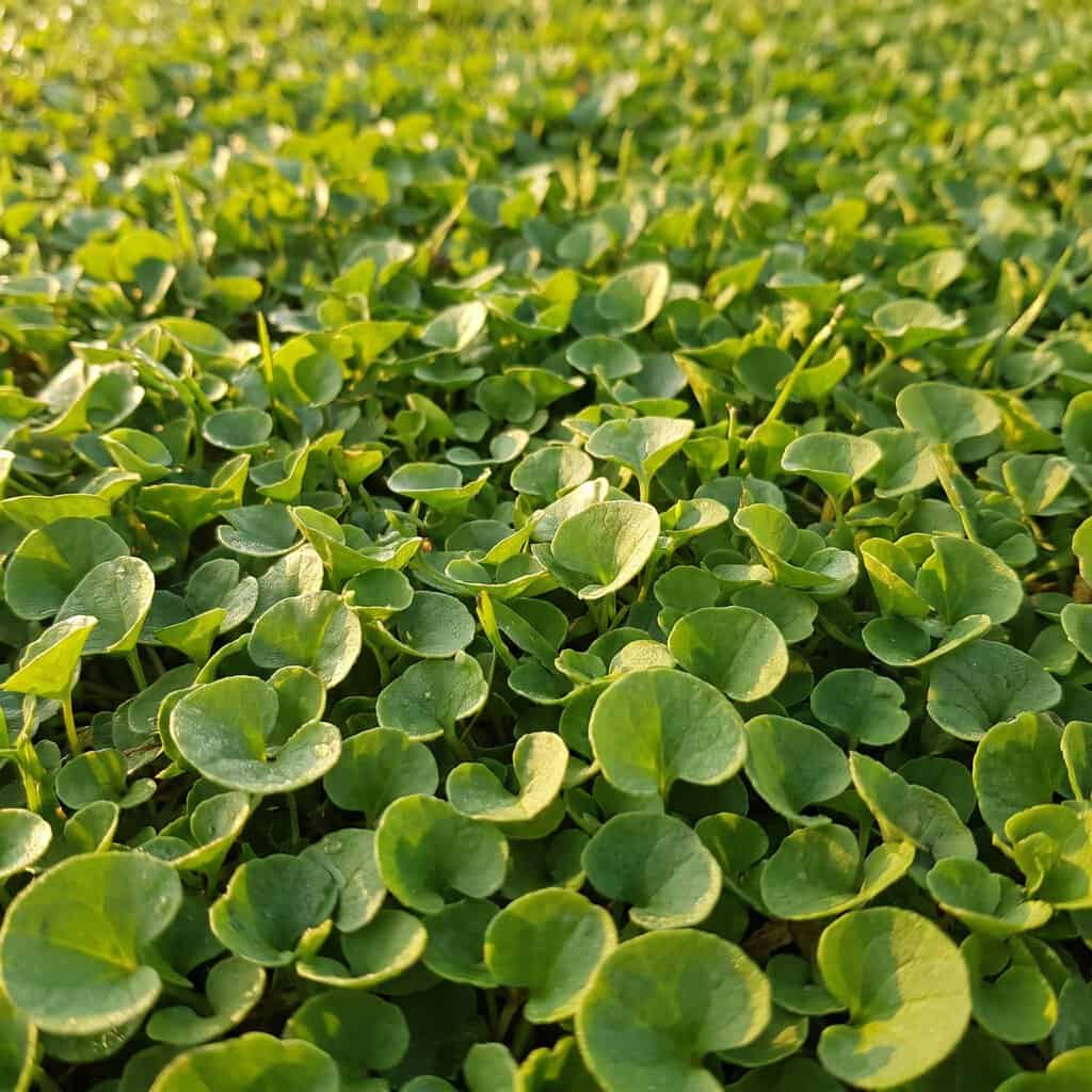 Dichondra