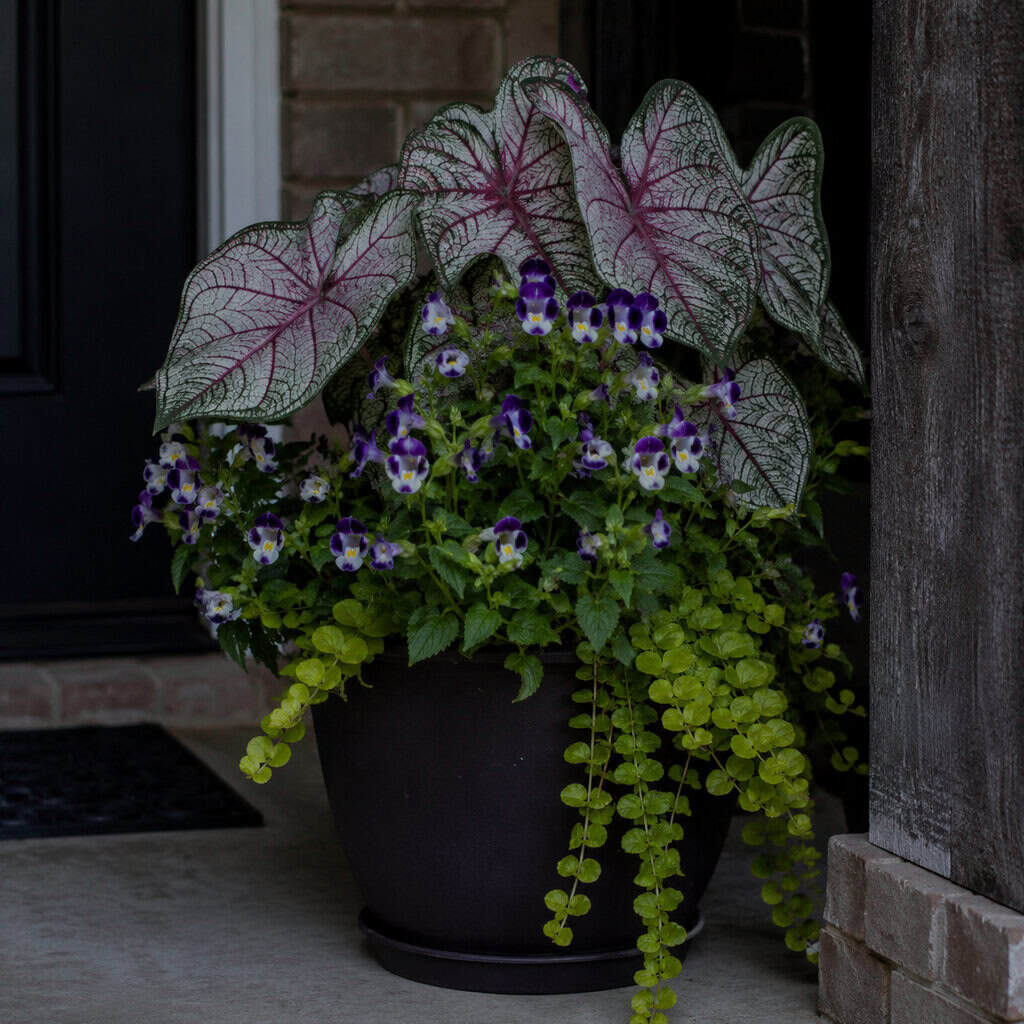 Caladium + Wishbone Flower (Torenia) + Creeping Jenny