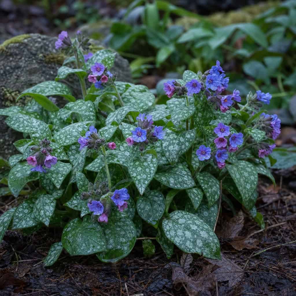 Lungwort (Pulmonaria)
