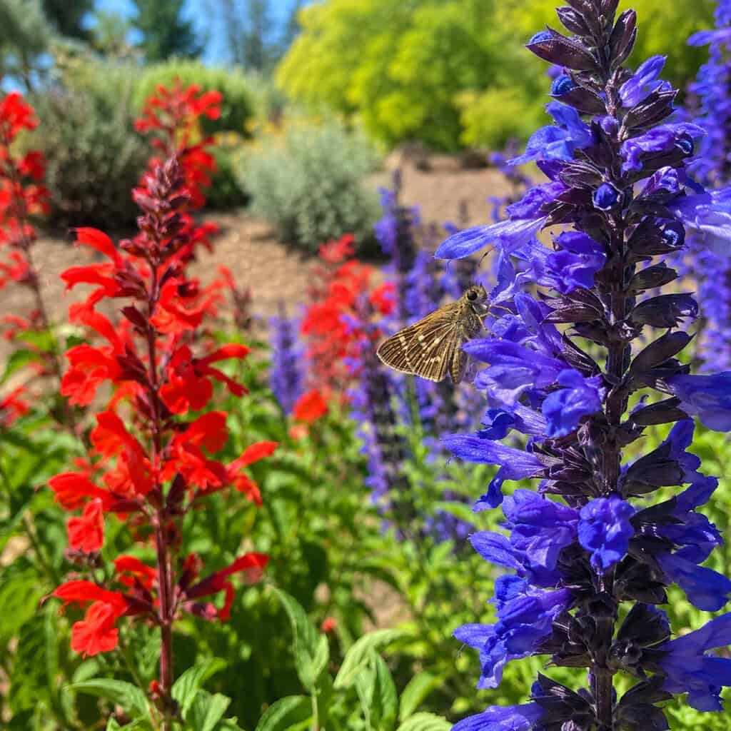 Salvia & Sage (Salvia)