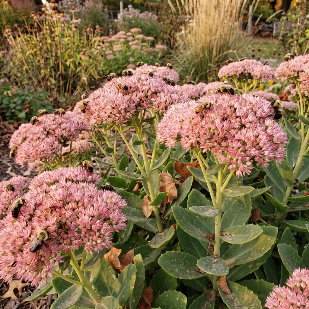 Sedum 'Autumn Joy' (Stonecrop)
