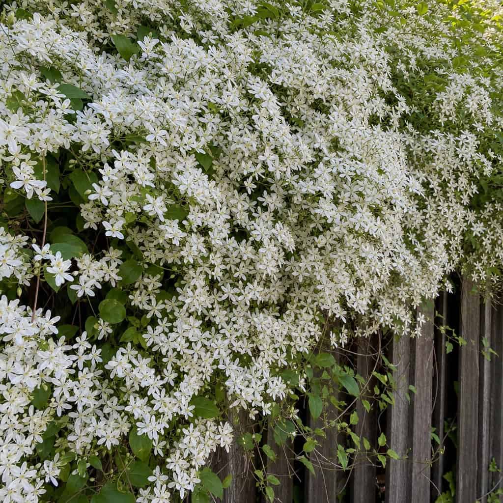 Sweet Autumn Clematis