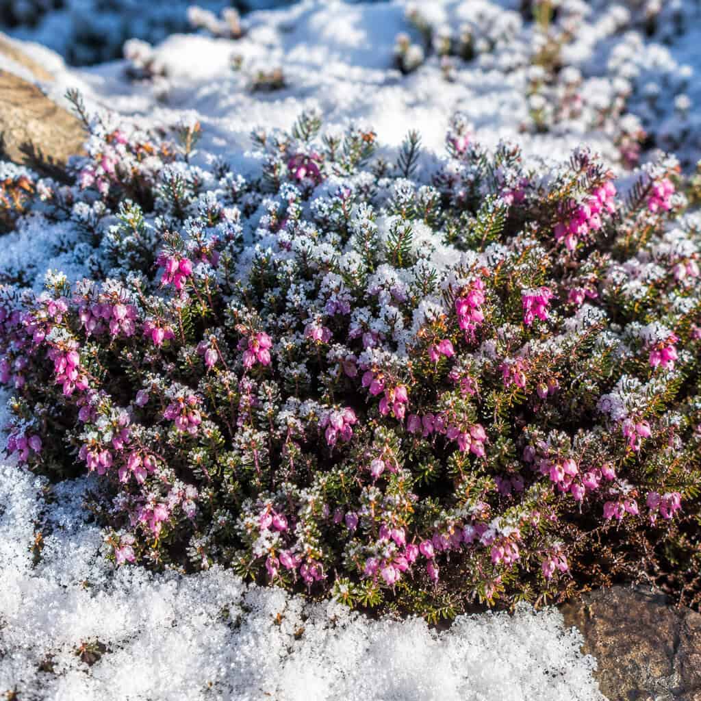 Winter Heath (Erica carnea)