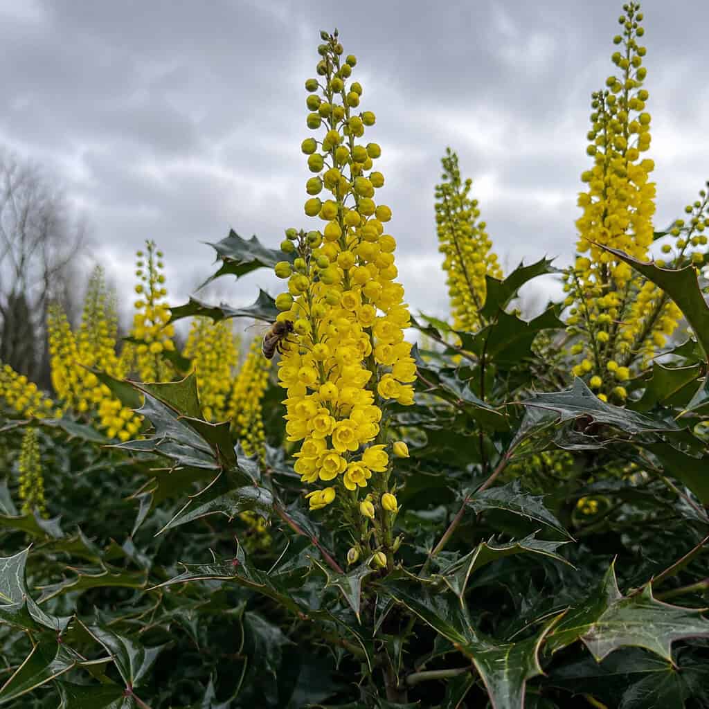 Mahonia