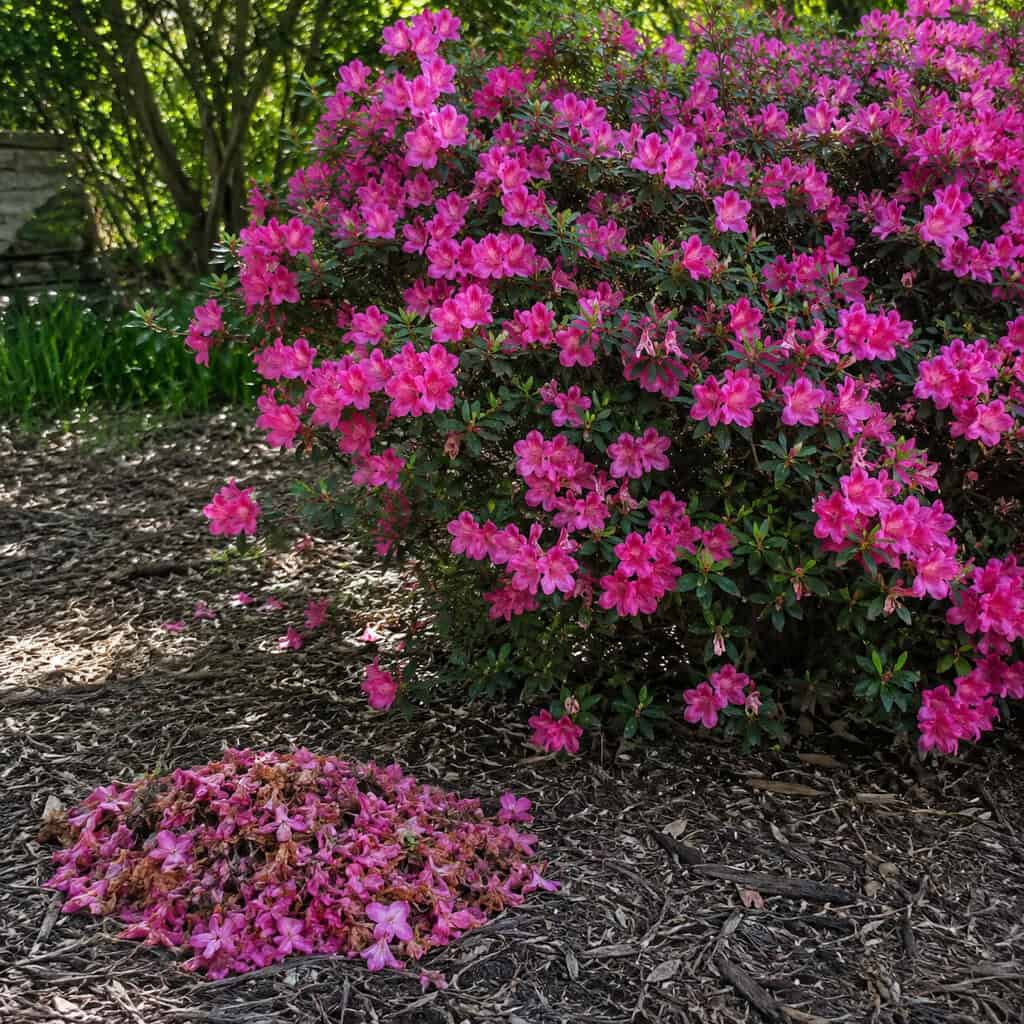 Reblooming Azalea (Encore, Perfecto Mundo)