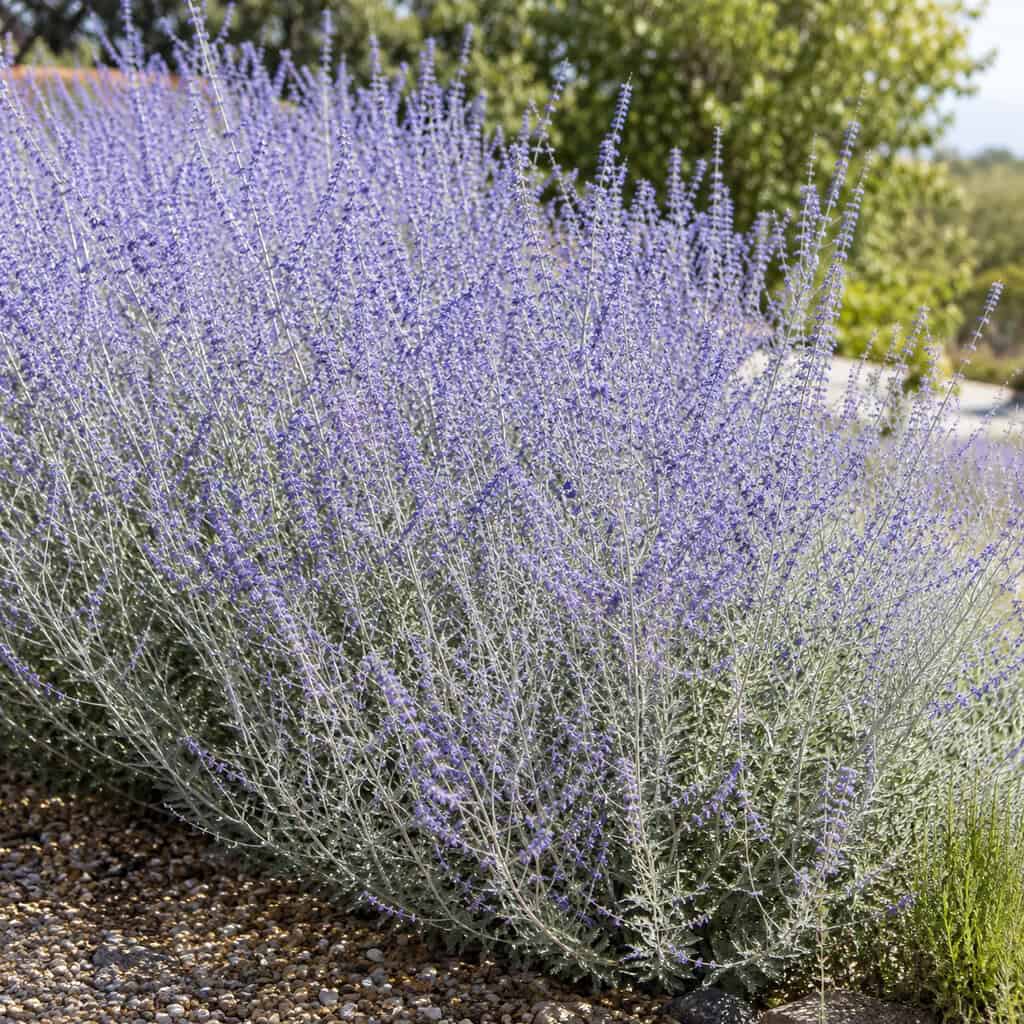 Russian Sage