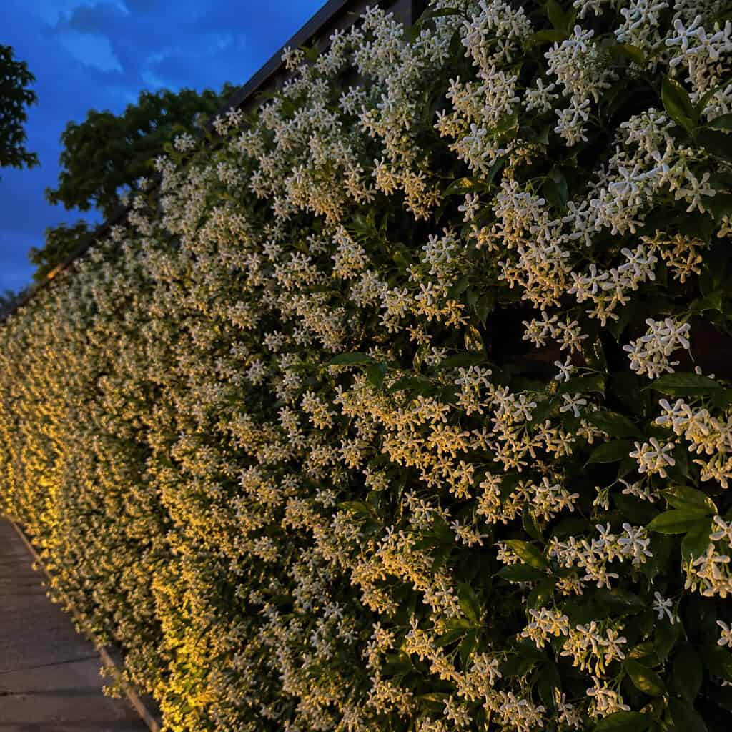 Star Jasmine (Trachelospermum jasminoides)