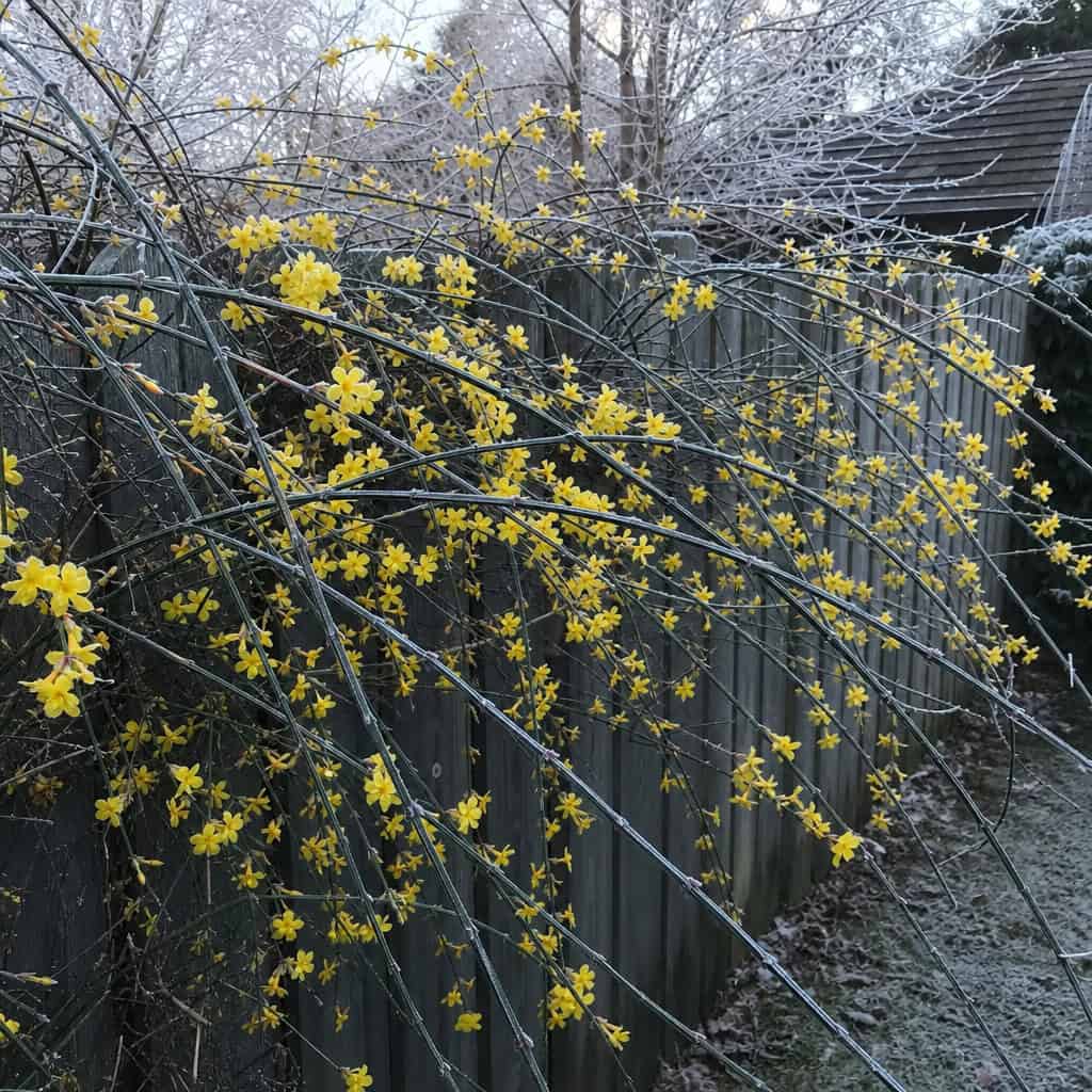 Winter Jasmine