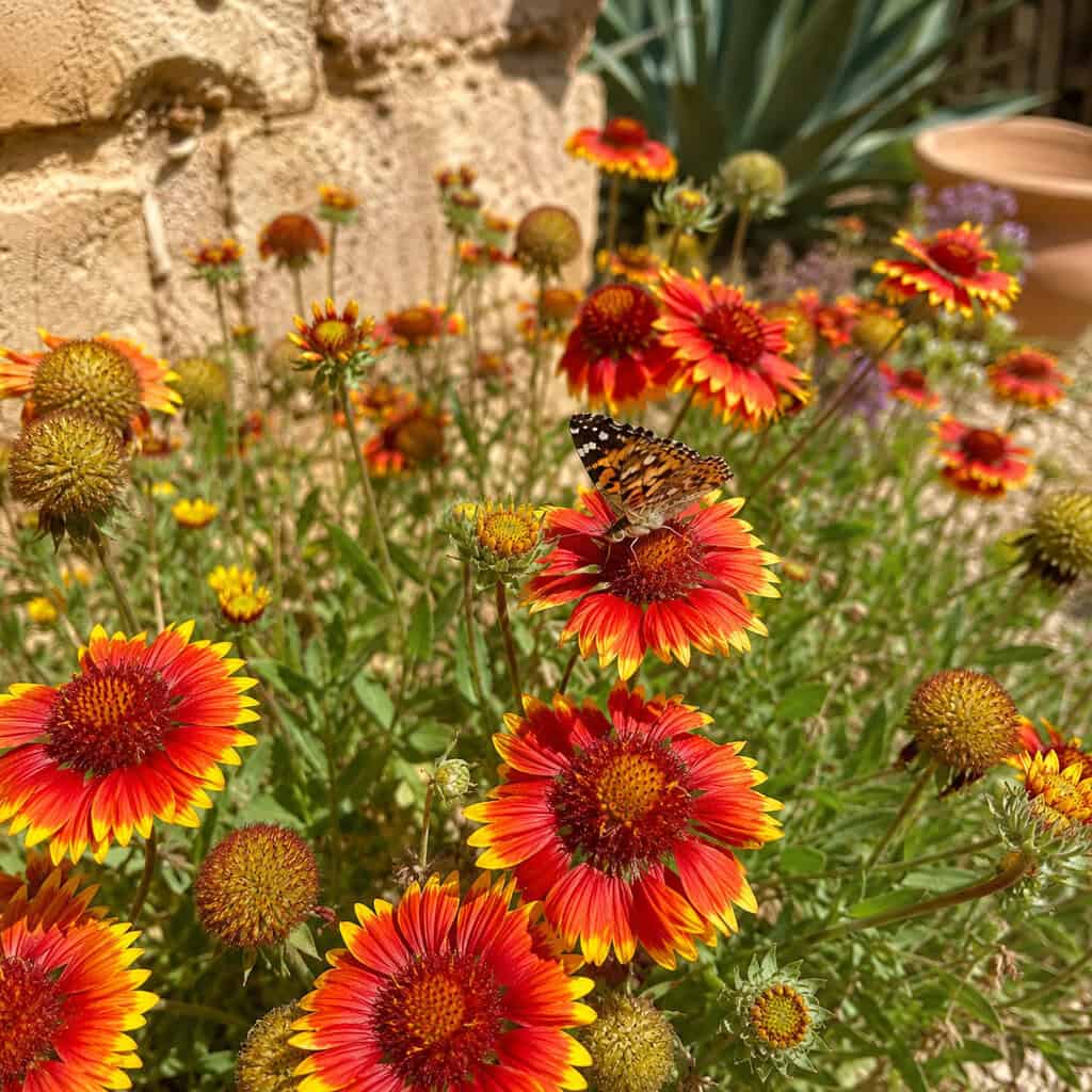 Blanket Flower (Gaillardia)