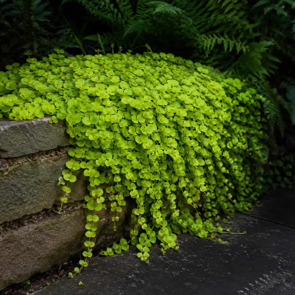 Creeping Jenny (Moneywort)