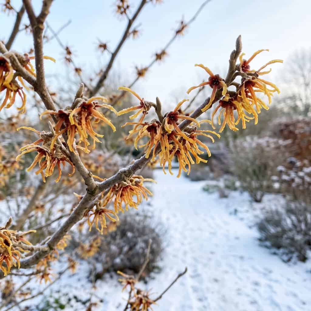 Witch Hazel (Hamamelis)