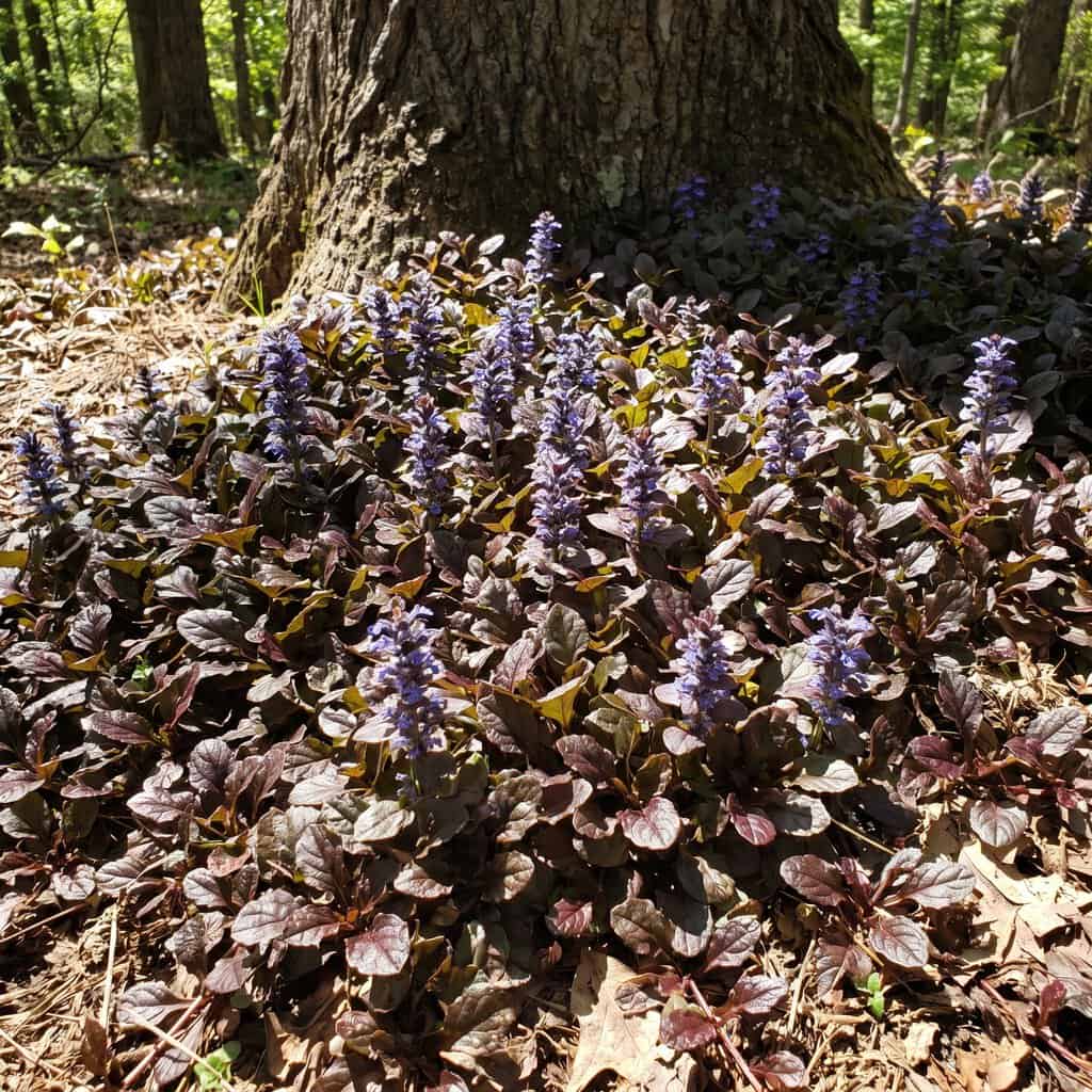 Ajuga (Bugleweed)