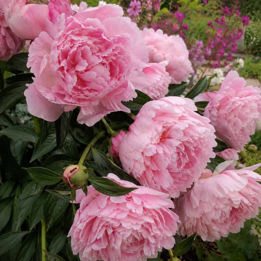 Peony (Paeonia)