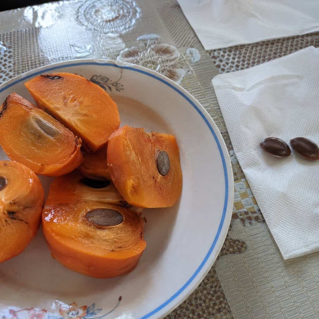 Persimmon Seeds