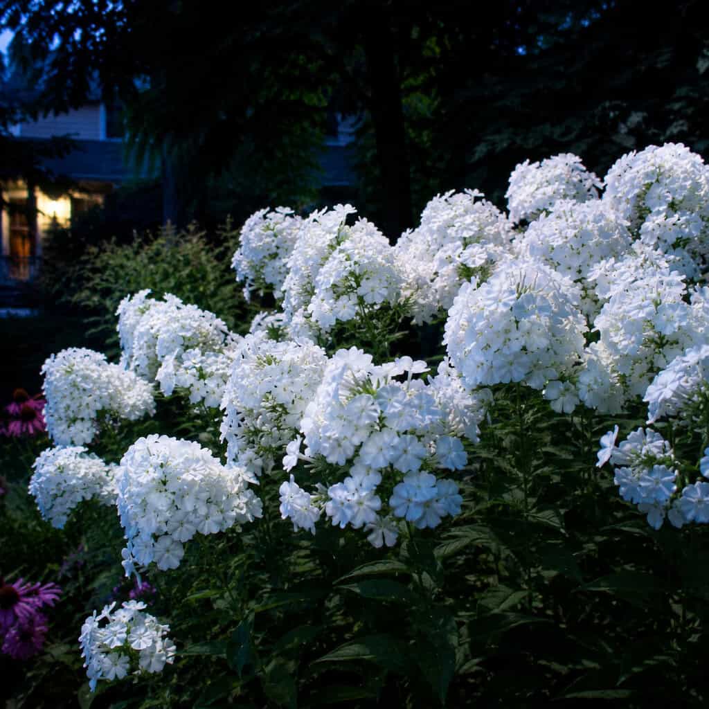 White Garden Phlox 'David' (Phlox paniculata)