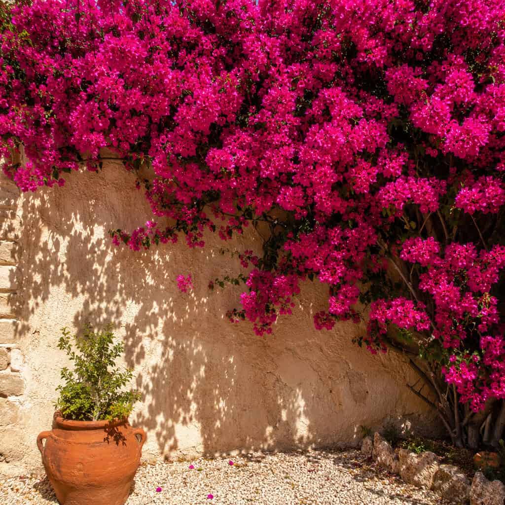 Bougainvillea