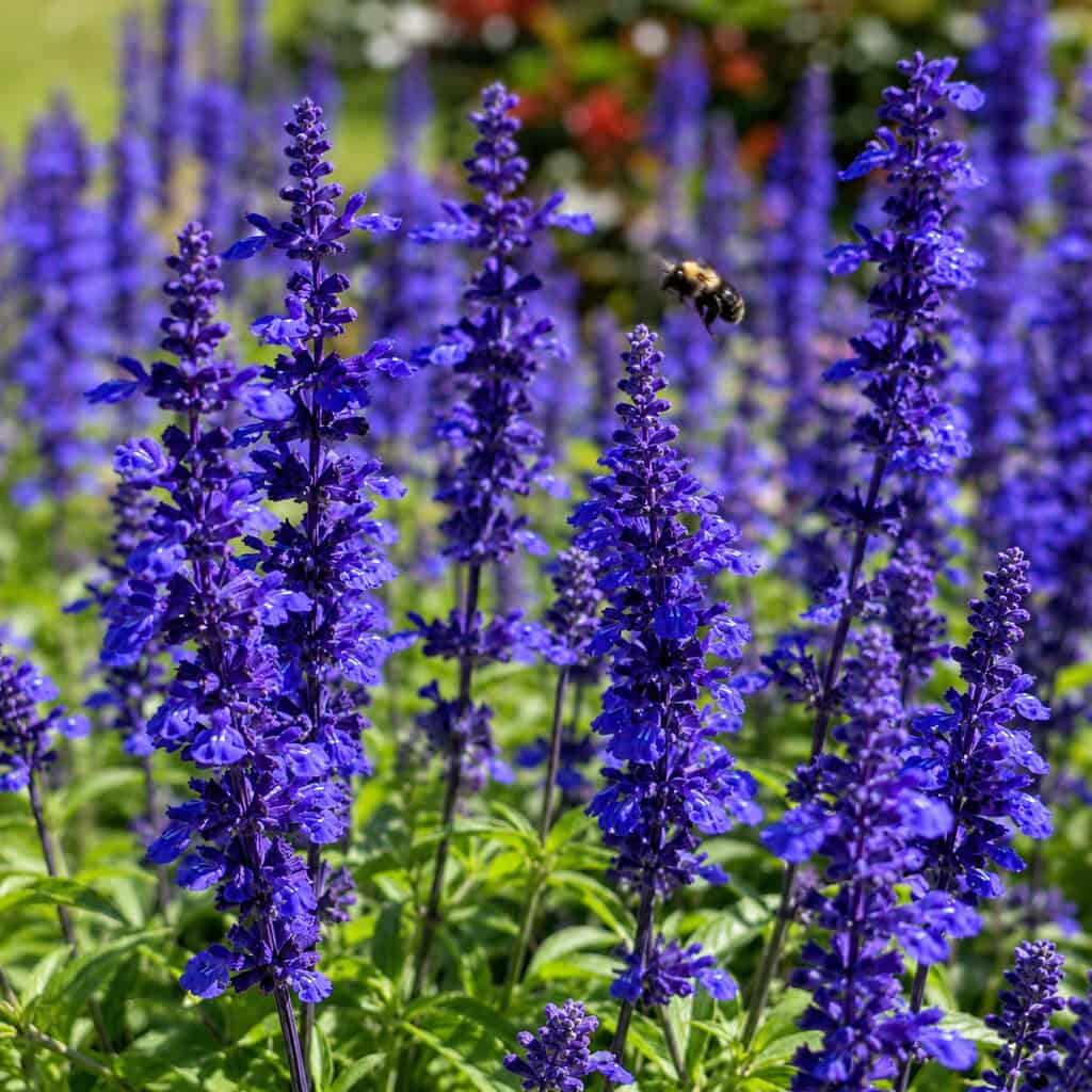 Perennial Salvia 'May Night'