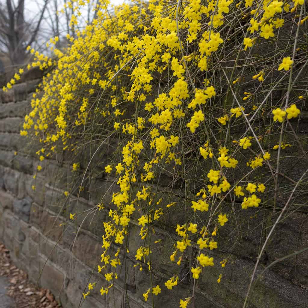 Winter Jasmine (Jasminum nudiflorum)