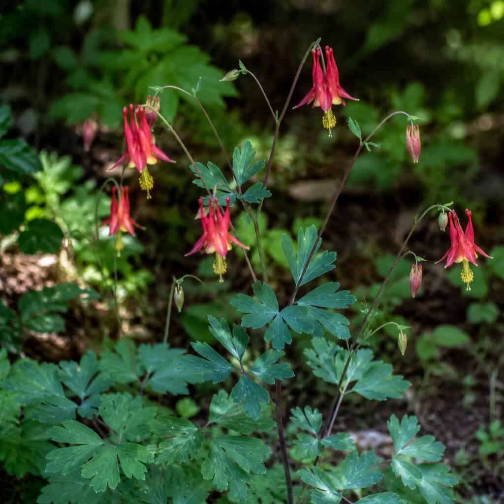 Columbine (Aquilegia)