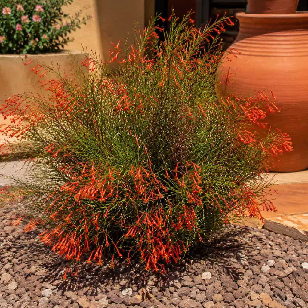 Firecracker Bush (Hamelia / Estrellita)