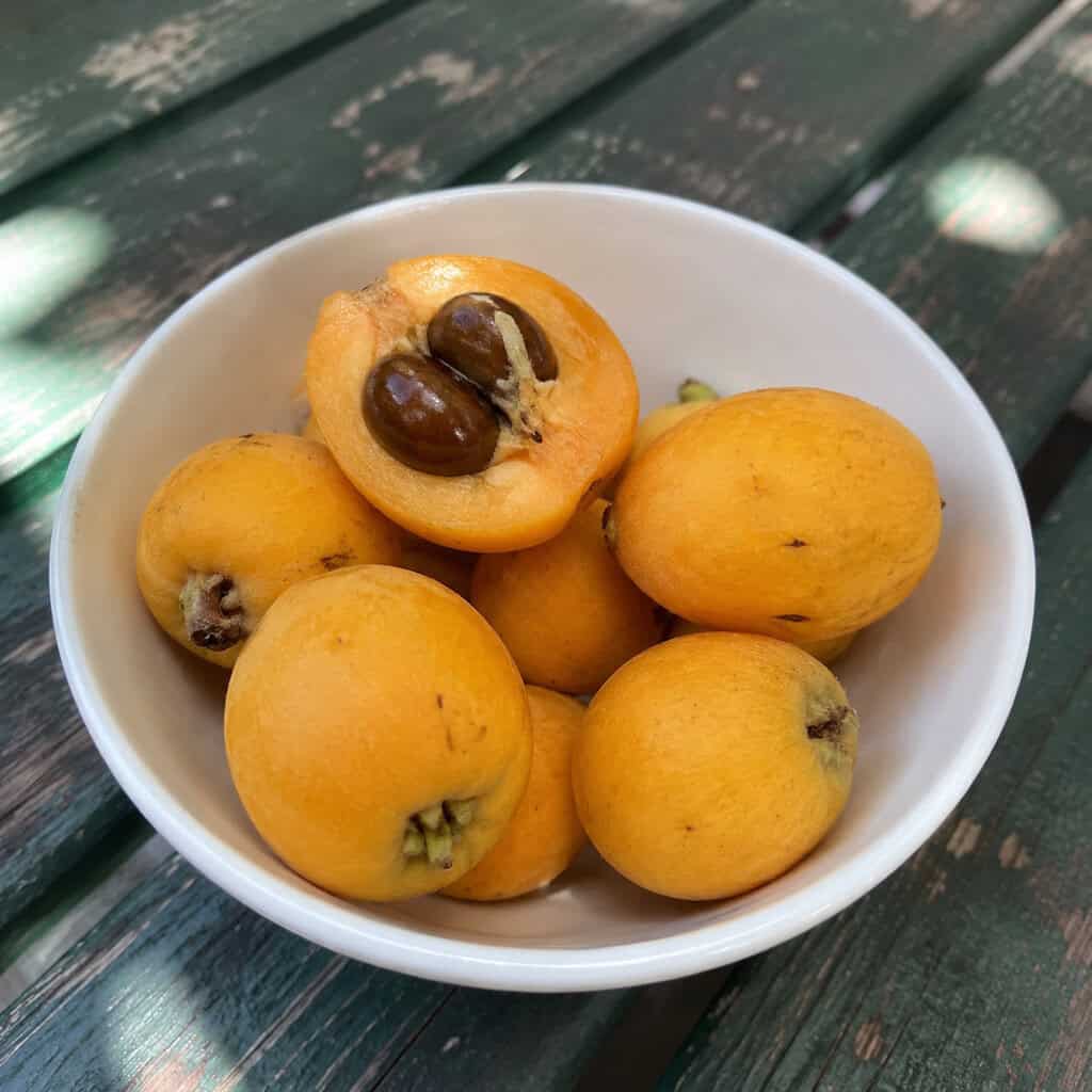 Loquat Seeds