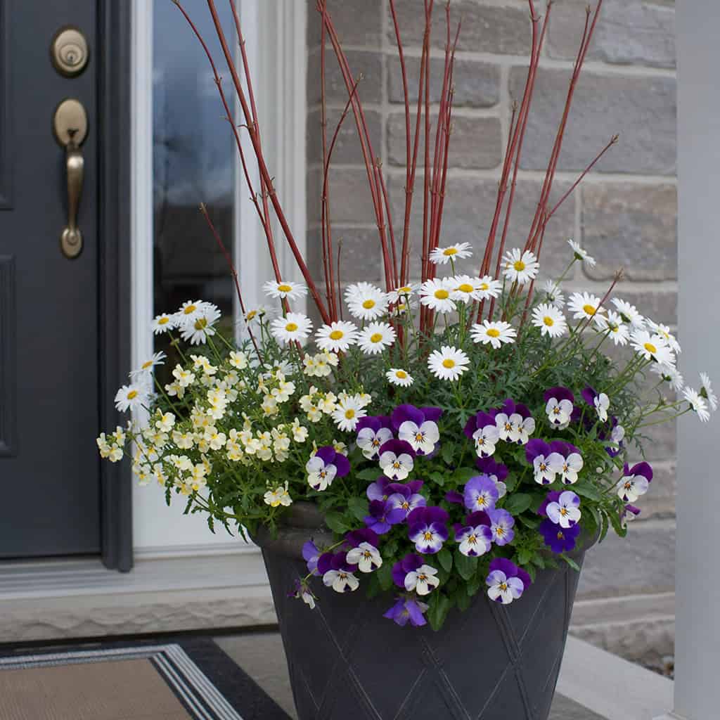Pansy + Nemesia + Marguerite Daisy