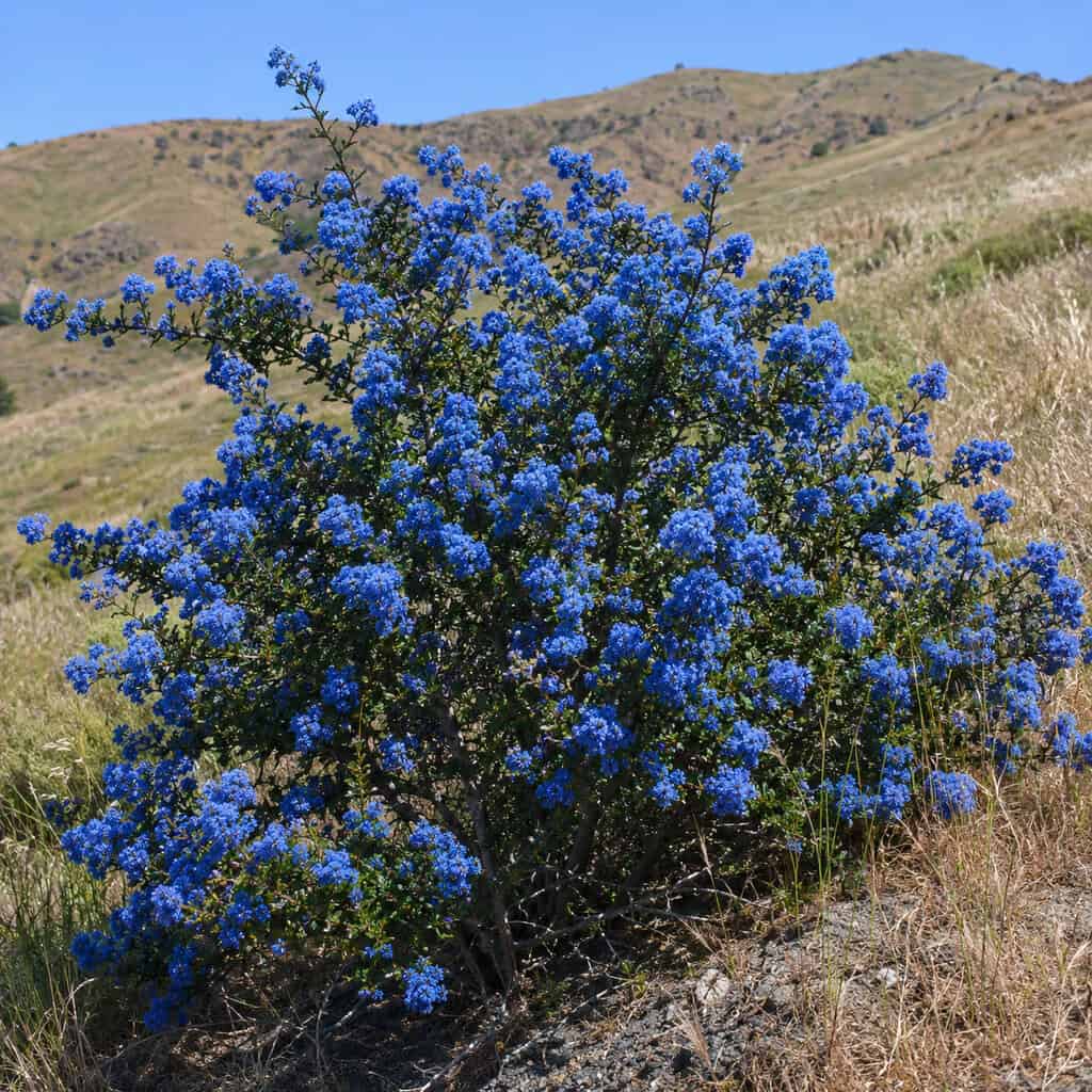 California Lilac (Ceanothus)