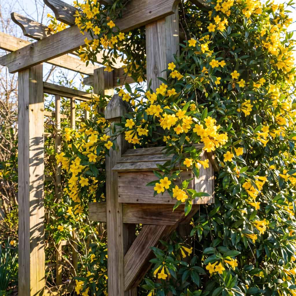 Carolina Jessamine (Gelsemium sempervirens)