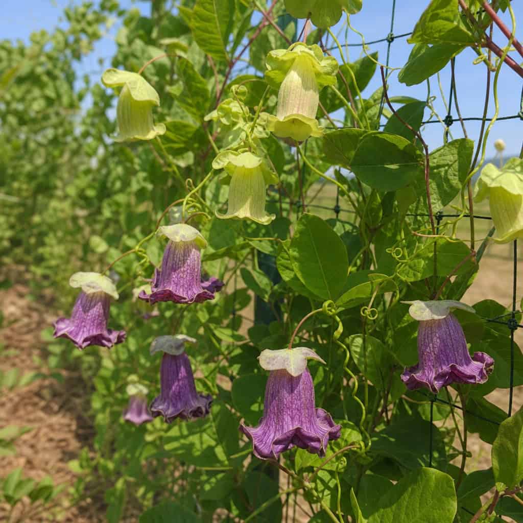 Cup and Saucer Vine