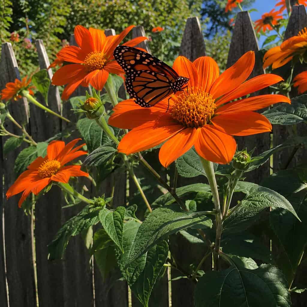 Mexican Sunflower (Tithonia)