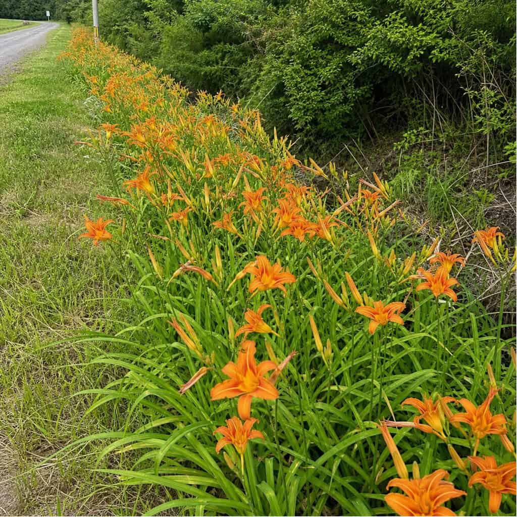 Orange Daylily / Ditch Lily (Hemerocallis fulva)