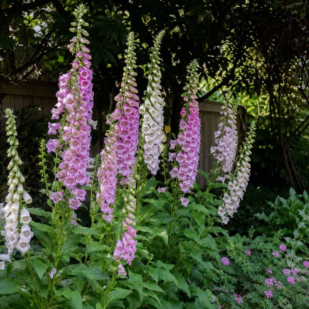 Foxglove (Digitalis)